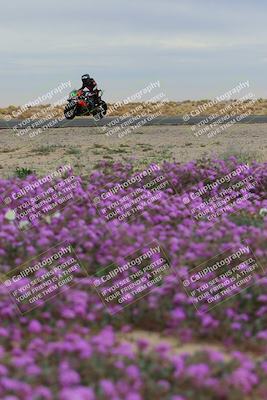 media/Jan-14-2023-SoCal Trackdays (Sat) [[497694156f]]/Turn 14 Exit Bloomig (145pm)/
